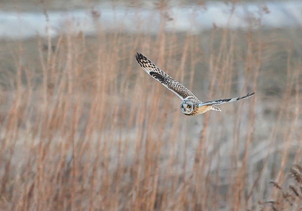 20210205コミミズク-261