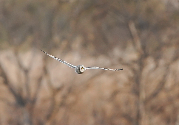 20210205コミミズク-267