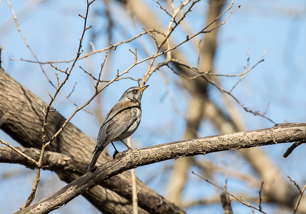 20210205ノハラツグミ-5