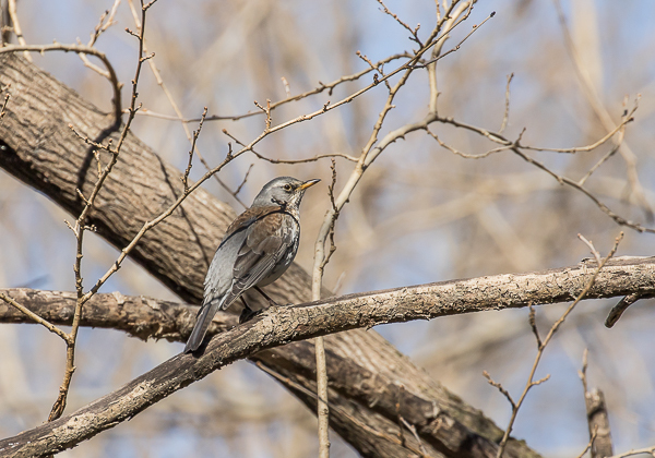 20210205ノハラツグミ-10