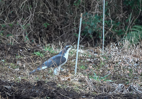 20210206オオタカ-3