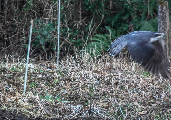 20210206オオタカ-9