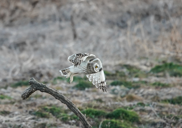 20210205コミミズク-85