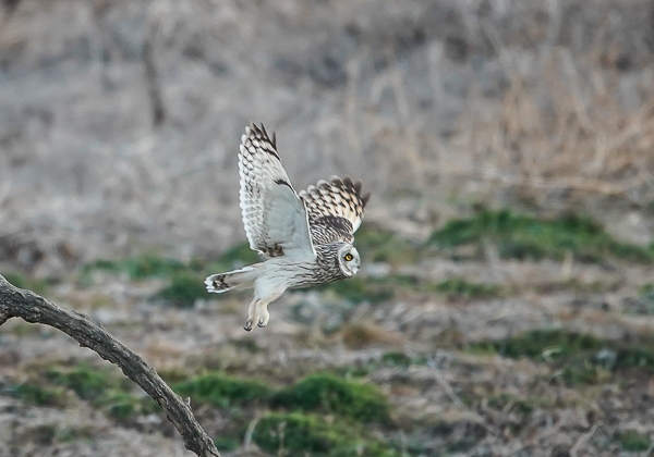 20210205コミミズク-86