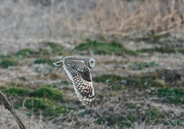 20210205コミミズク-87