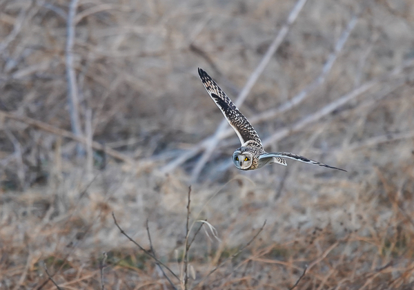 20210205コミミズク-296
