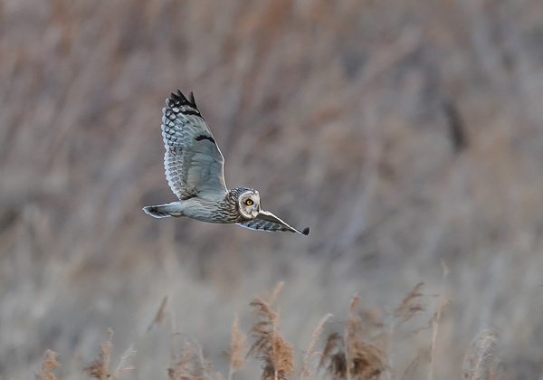 20210205コミミズク-300