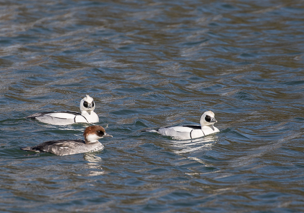 20210211ミコアイサ-2