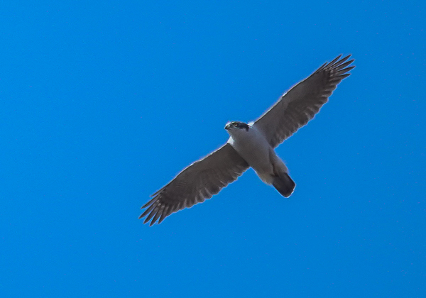 20210214オオタカ-7