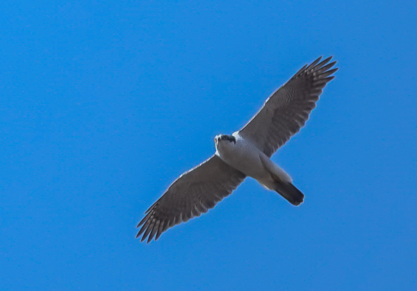 20210214オオタカ-8