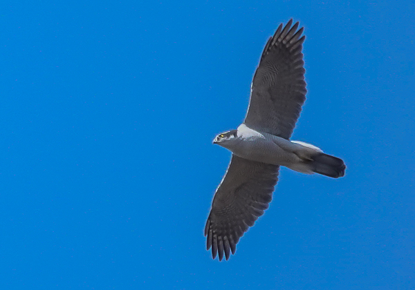 20210214オオタカ-11