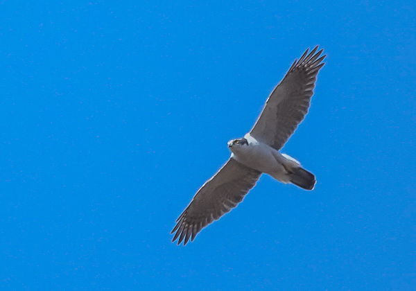 20210214オオタカ-13