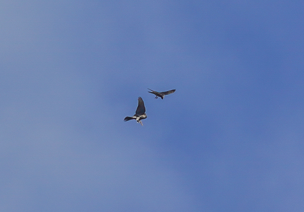 20210214オオタカディス-8