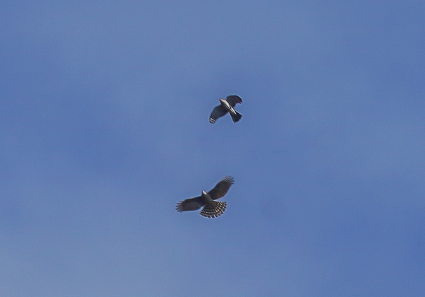 20210214オオタカディス-15