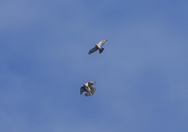 20210214オオタカディス-17