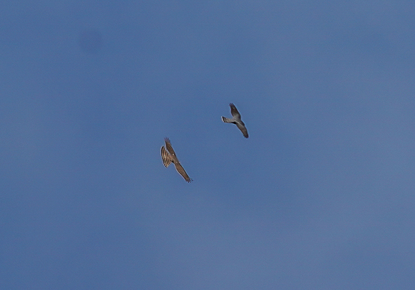 20210214オオタカディス-25