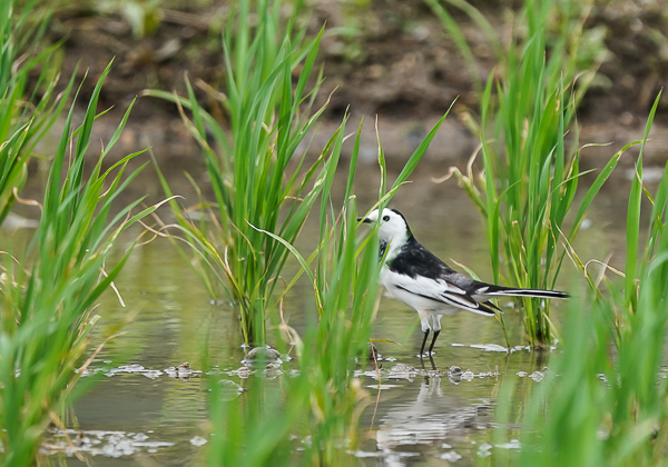 20210402ホオジロハクセキレイ-3