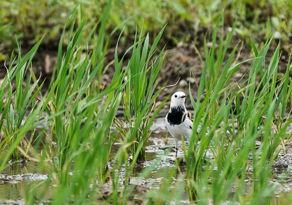 20210402ホオジロハクセキレイ-5