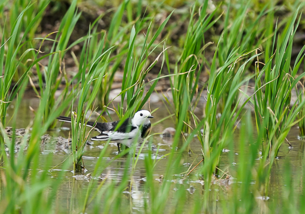 20210402ホオジロハクセキレイ-7