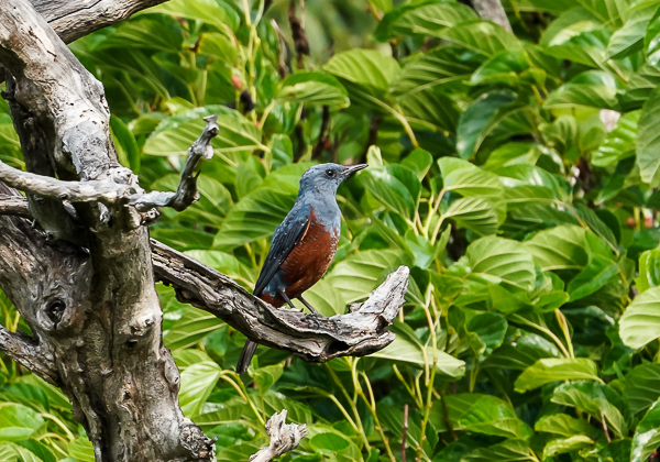 20210401イソヒヨドリ-4