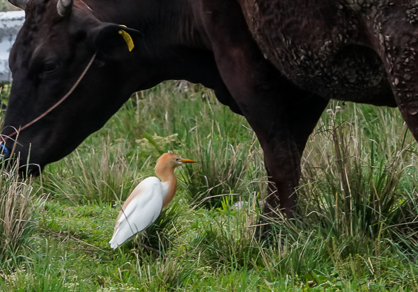 20210331アマサギ-1