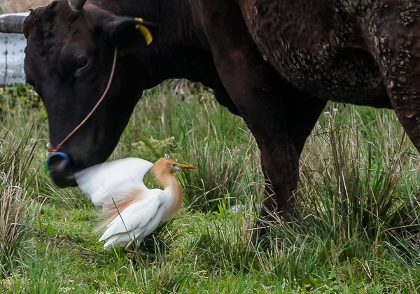 20210331アマサギ-2
