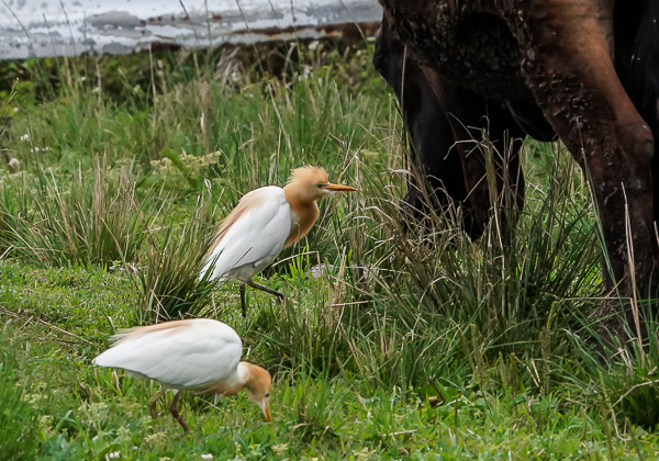 20210331アマサギ-7