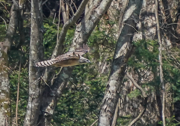 20210420クマタカ-47