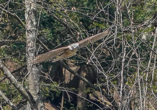 20210420クマタカ-48