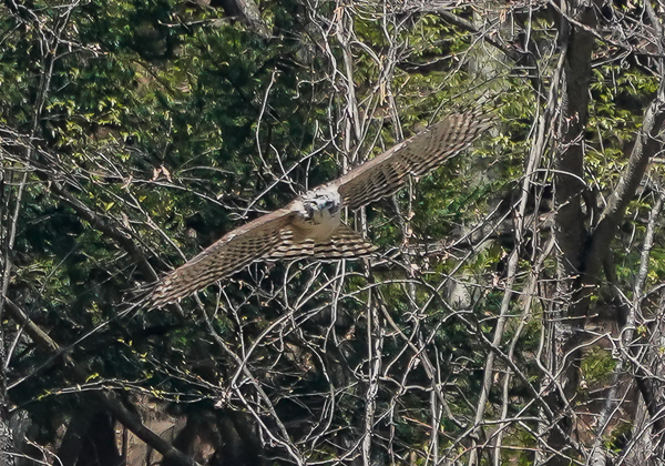 20210420クマタカ-49