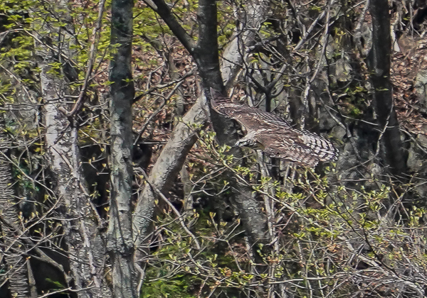 20210420クマタカ-65