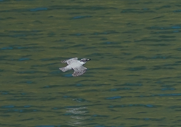 20210420ヤマセミ-8