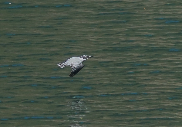 20210420ヤマセミ-12