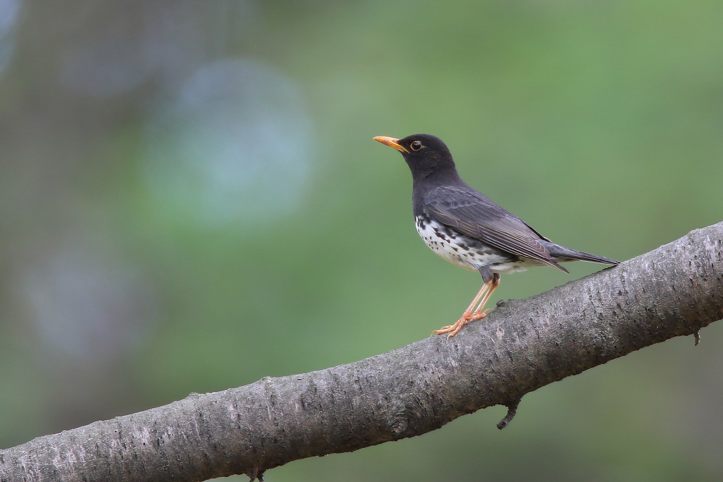 t_クロツグミ20200419_01