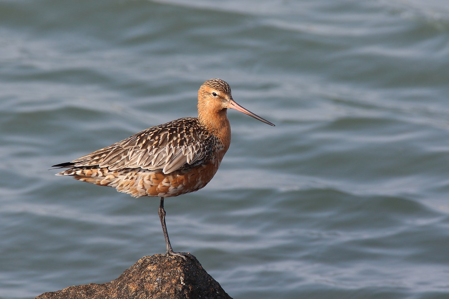 t_オオソリハシシギ20200427_02