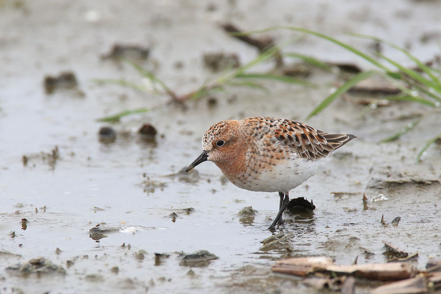 t_トウネン20200504_02