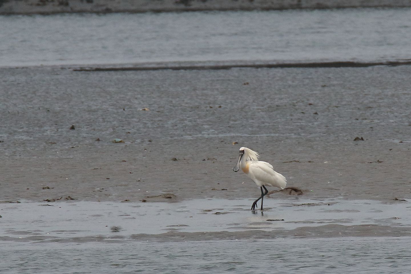 t_クロツラヘラサギ20200523_01