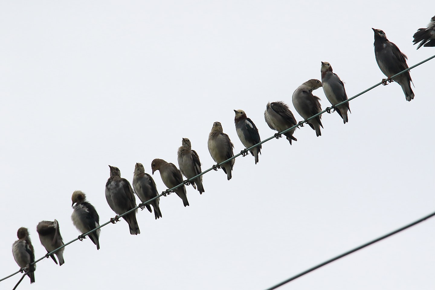 t_コムクドリ20200913_03