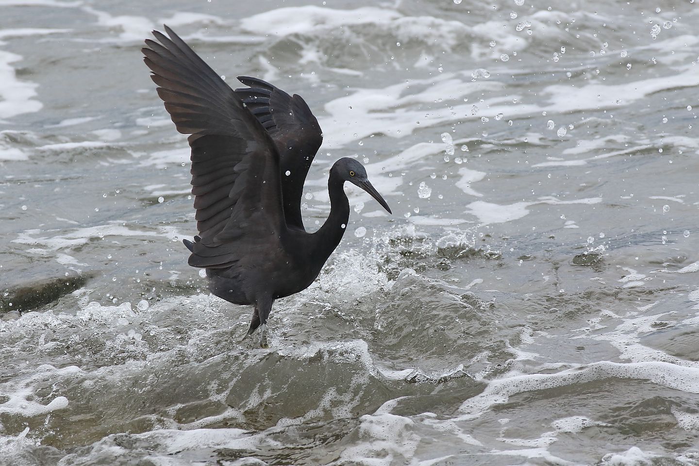 t_クロサギ20200921_01