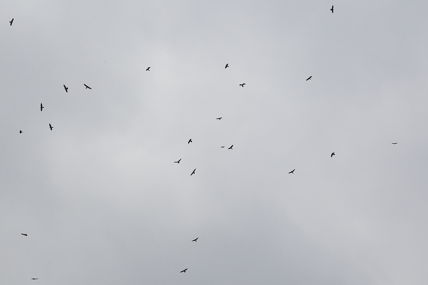 t_サシバ20201003_01