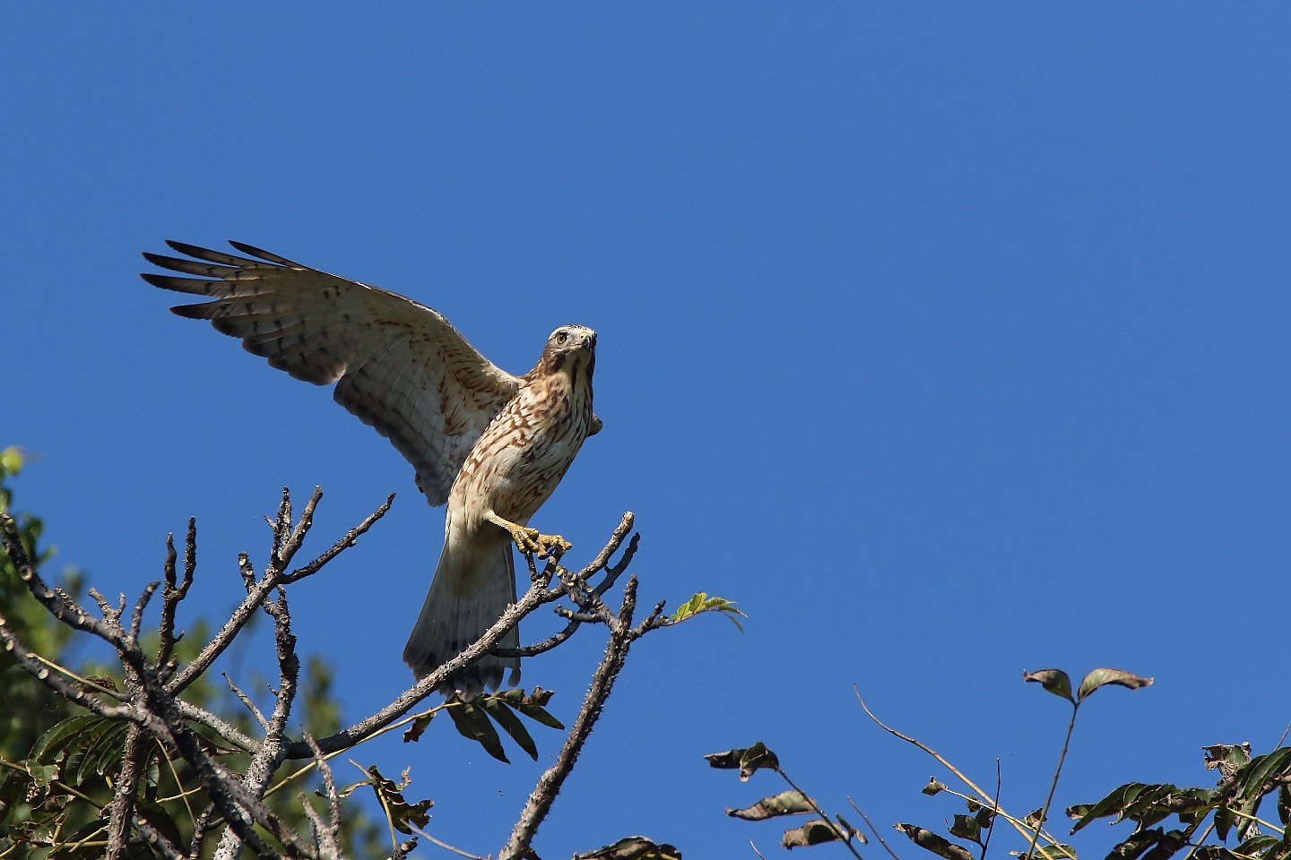 t_サシバ20201011_01