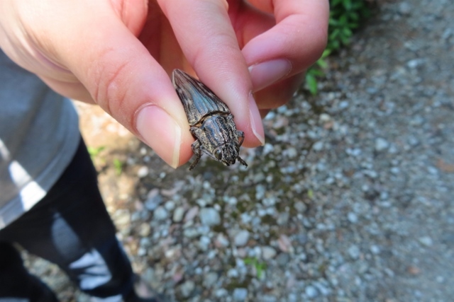 ウバタマムシ①IMG_6724 (640x427)