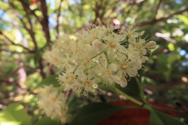 カナメモチIMG_6717 (640x427)