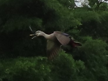 トリミングIMG_6910 (2)