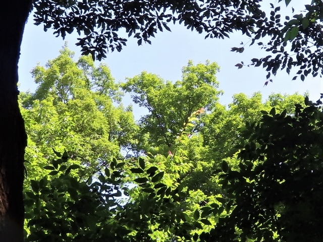 真夏日ギャップIMG_7056 (2) (640x480)