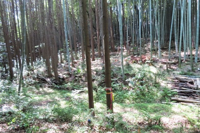 谷筋伐採地IMG_7059 (640x427)