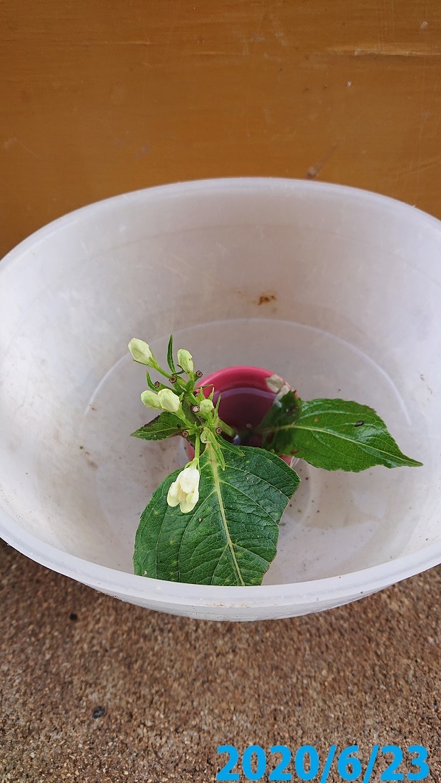 12箱根ウツギ (1)