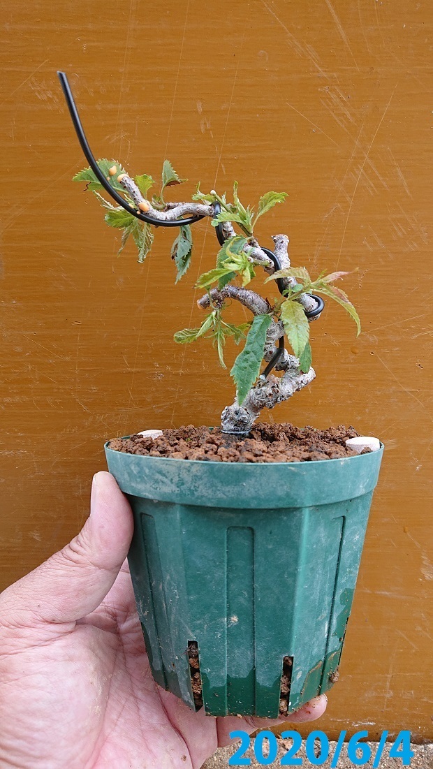 01枝垂れ桜 (2-2)