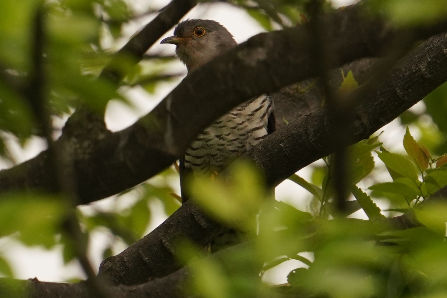 ツツドリDSC07757