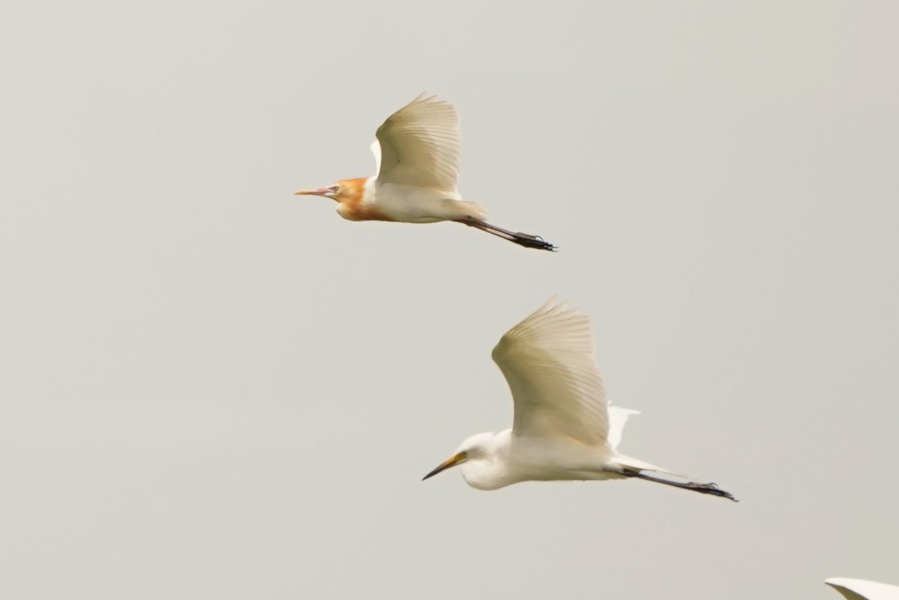 アマサギDSC09892